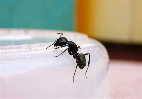家裡有大隻螞蟻 神明廳後面禁忌